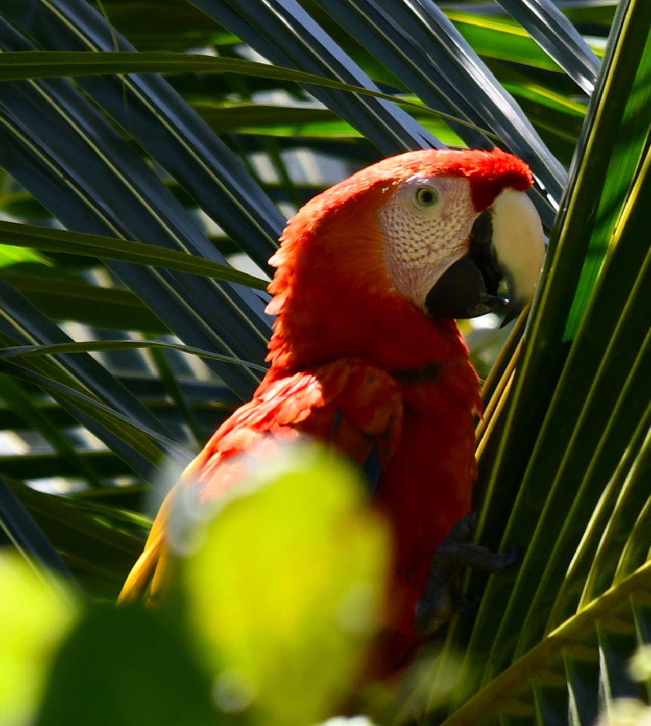 Scarlet Macaw