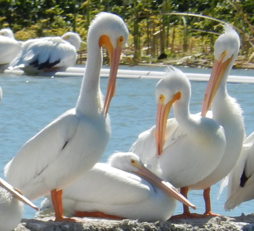 Pelicans