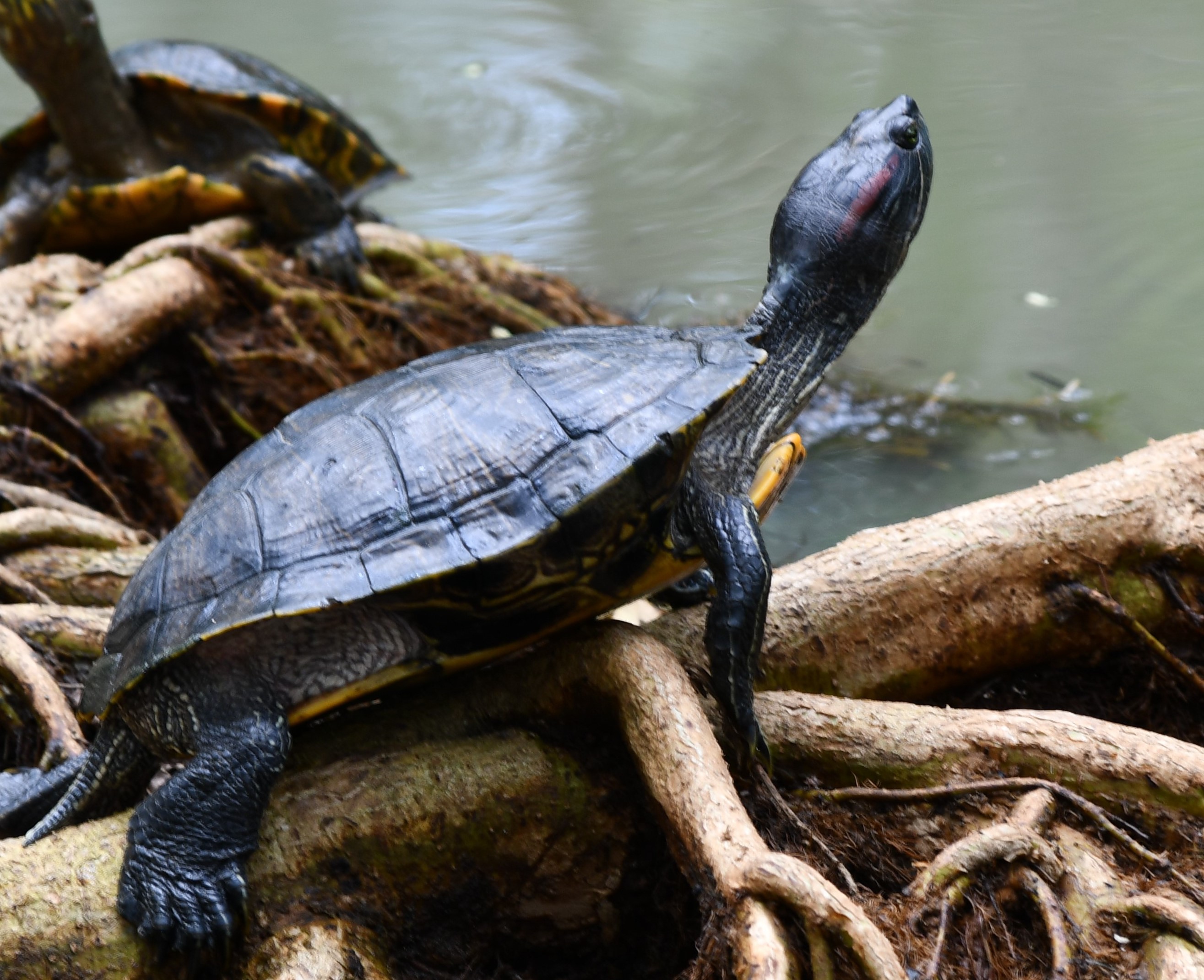 Turtle