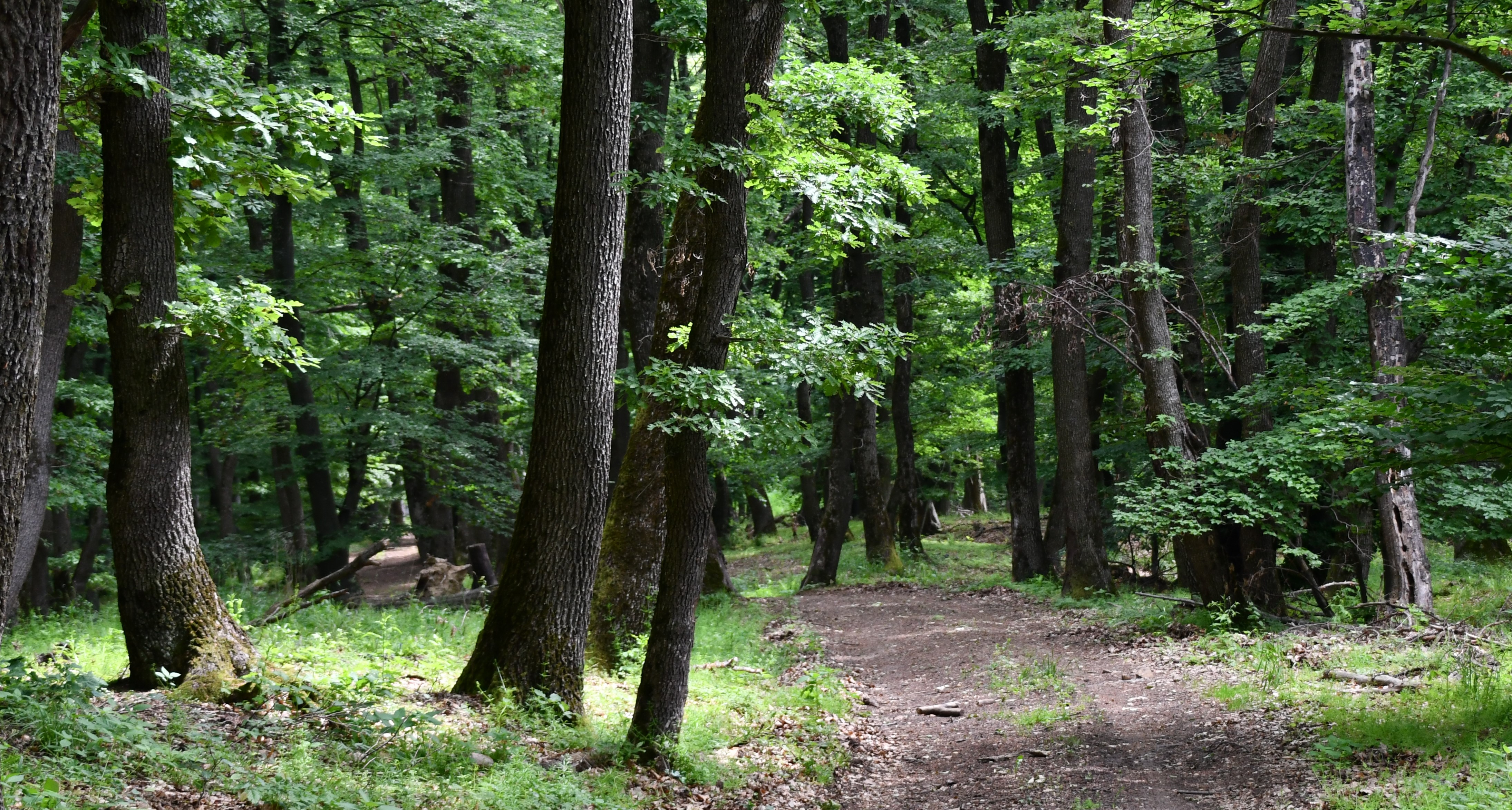 Forest Trail