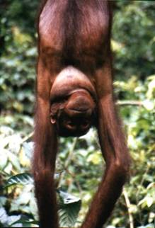 orangutan